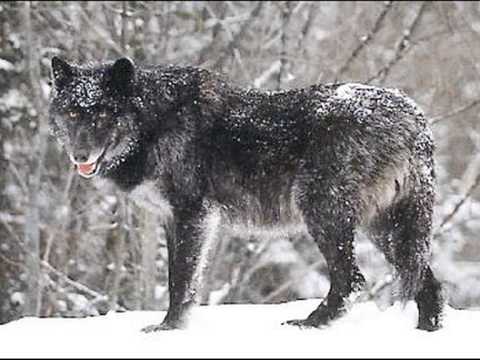 Todas las especies de lobos - YouTube