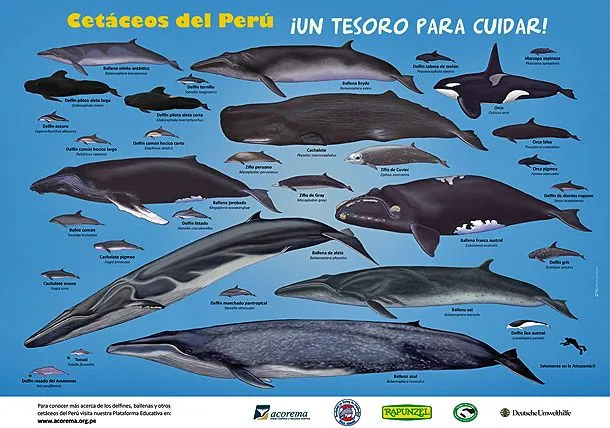 ACOREMA - Campañas de conservación y educación Ambiental ACOREMA - Campañas de conservación y educación Ambiental