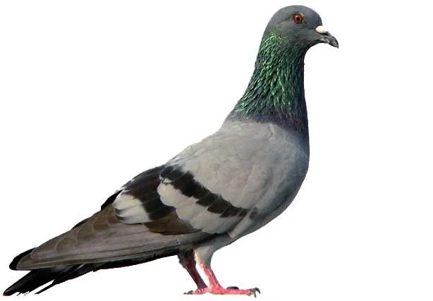 Especies: palomas - paloma casera silvestre - murciélagos ...