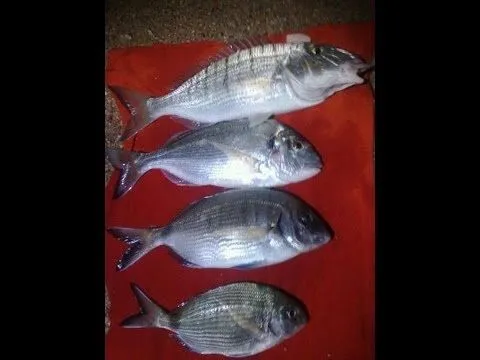 ESPECIES DE PECES MAS COMUNES EN EL MAR MEDITERRANEO POR ...