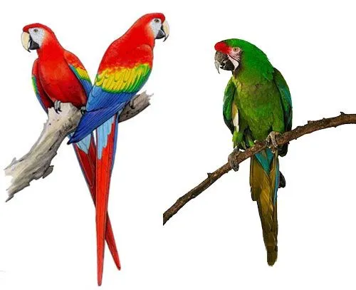 Especies en peligro de extinción: Guacamayo