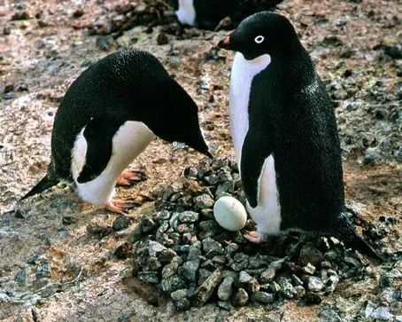 Especies en peligro de extinción - 4. RECURSOS Especies en peligro de extinción - 4. RECURSOS