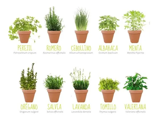 especies-plantas-aromaticas- ...