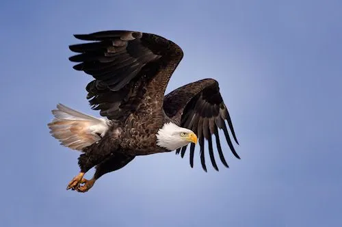 Especies simbólicas - Aguila - Símbolo Nacional | Banco de Imágenes