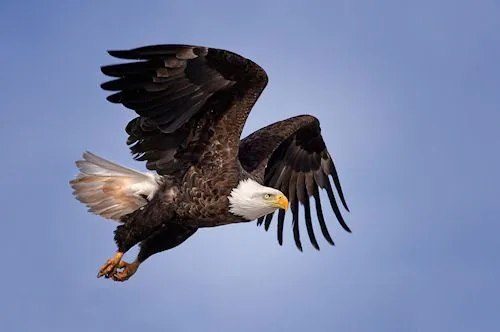 Imagenes de aguilas volando animadas - Imagui