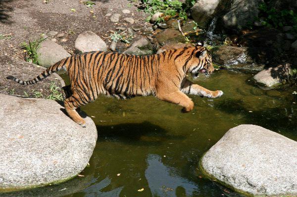 Especies de tigres | TIGREPEDIA