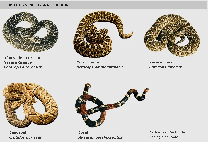 Especies venenosas en Córdoba: “no tema pero tome precauciones ... Especies venenosas en Córdoba: “no tema pero tome precauciones ...