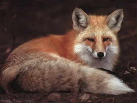 Especies de zorros | ZORROPEDIA