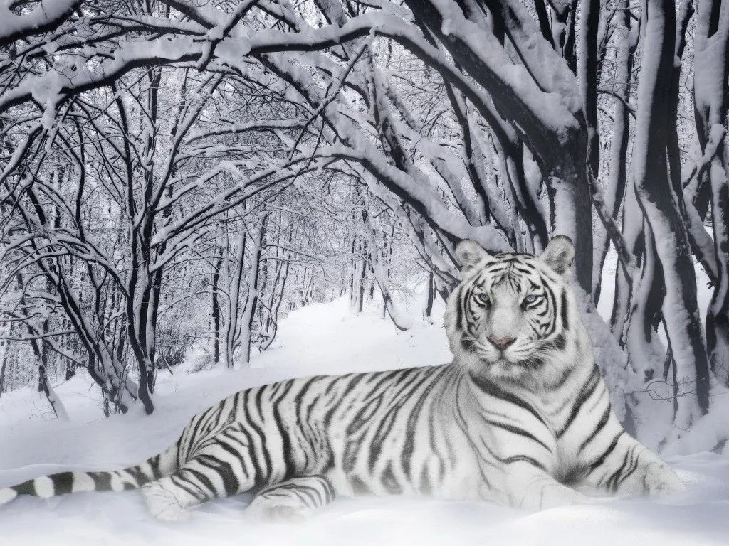 espectacular fondo de pantalla de un tigre blanco con un paisaje ... espectacular fondo de pantalla de un tigre blanco con un paisaje ...