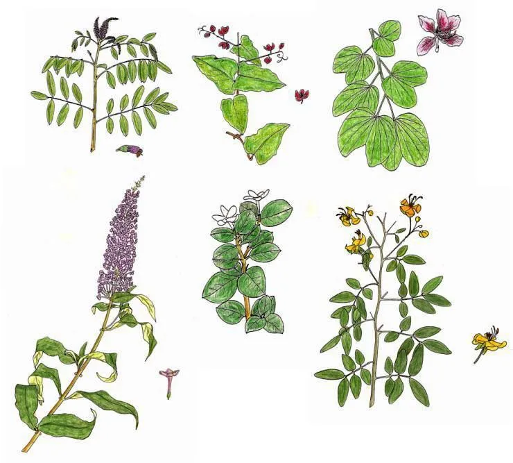 El espectacular mundo de las plantas