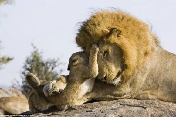 Espectaculares imágenes: Hasta el león se enternece cuando ve a su ... Espectaculares imágenes: Hasta el león se enternece cuando ve a su ...