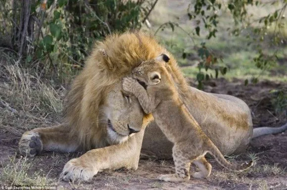 Magenes de leon tierno - Imagui