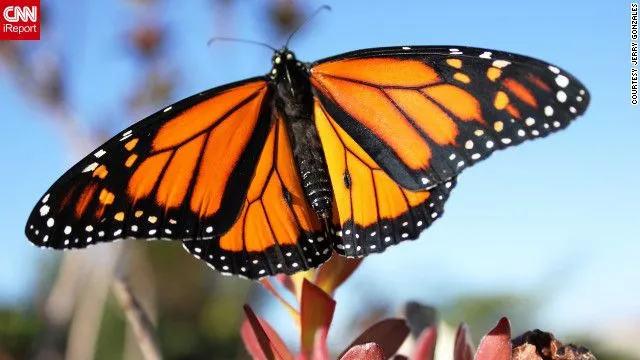 9 espectaculares migraciones del reino animal | CNNEspañol.com