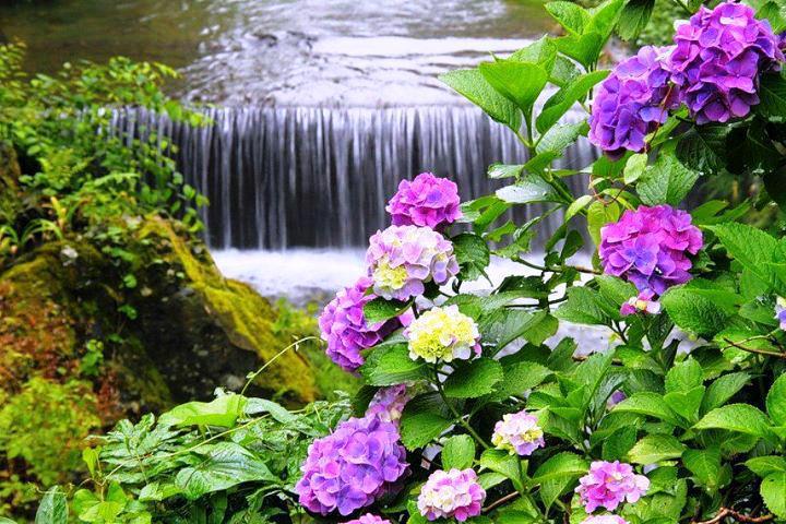 Espectaculares Paisajes con flores de colores muy bonitas ... Espectaculares Paisajes con flores de colores muy bonitas ...