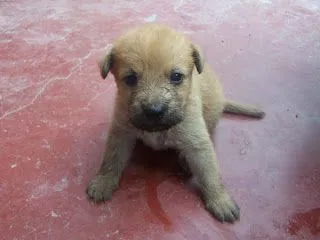 ... esperando ... adoptanos !: FW: LINDOS PERRITOS BEBES BUSCAN HOGAR ... esperando ... adoptanos !: FW: LINDOS PERRITOS BEBES BUSCAN HOGAR