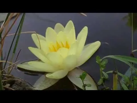 Esperando la floración del nenúfar gigante en Vigo - WorldNews Esperando la floración del nenúfar gigante en Vigo - WorldNews
