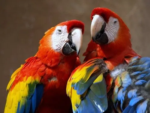 Esperanza para un ave en peligro de extinción - Loro Libre -