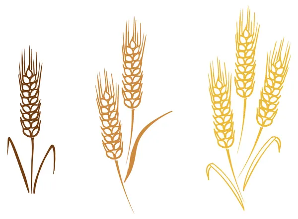 Espigas de cebada trigo — Vector stock © OMW #48731555 Espigas de cebada trigo — Vector stock © OMW #48731555