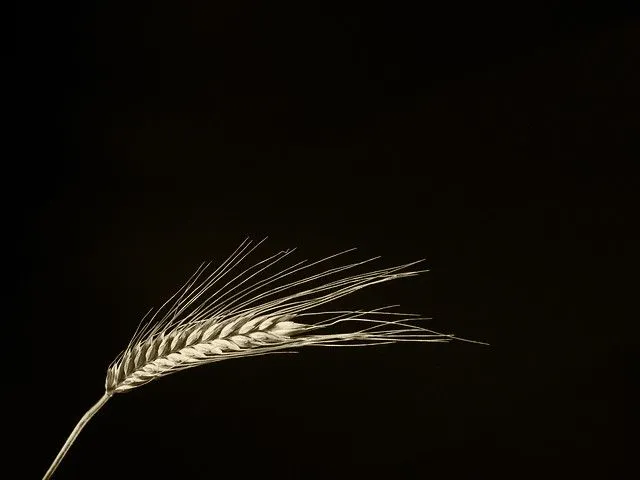 La espiga de oro | Flickr - Photo Sharing!