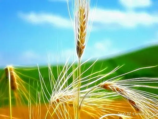 Fotos de espigas de trigo - Imagui