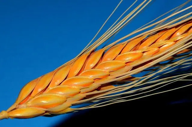 De una espiga de trigo. | Flickr - Photo Sharing!