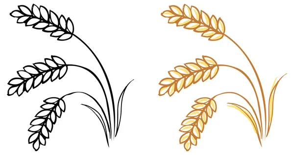 Espigas de cebada trigo — Vector stock © OMW #48731617
