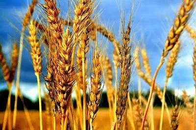 Espigas de trigo para colorear - Imagui