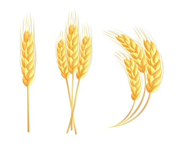 Espigas — Vector stock © tatus #11921773