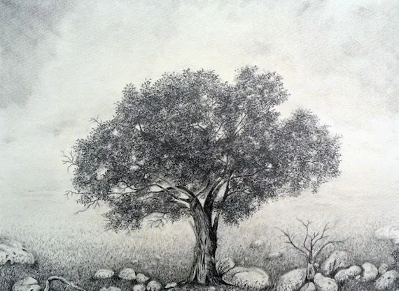 Espino árbol dibujo a lápiz por aakritiarts en Etsy