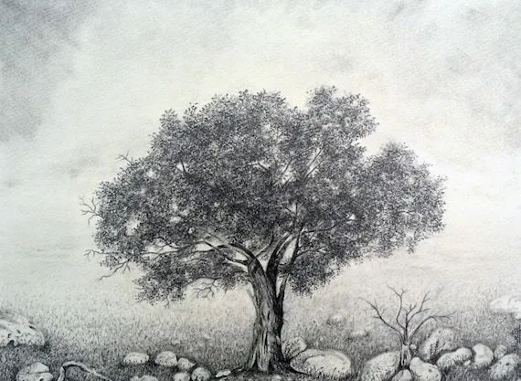 Espino árbol dibujo a lápiz por aakritiarts en Etsy Espino árbol dibujo a lápiz por aakritiarts en Etsy