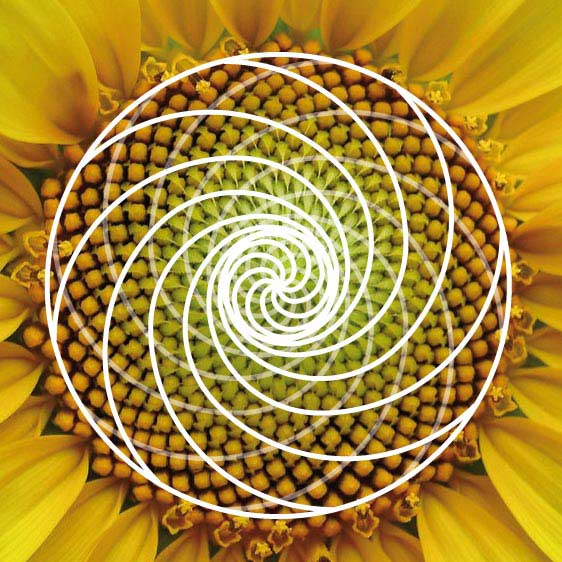 Espirales áureas en las flores y plantas | Pintura y Artistas