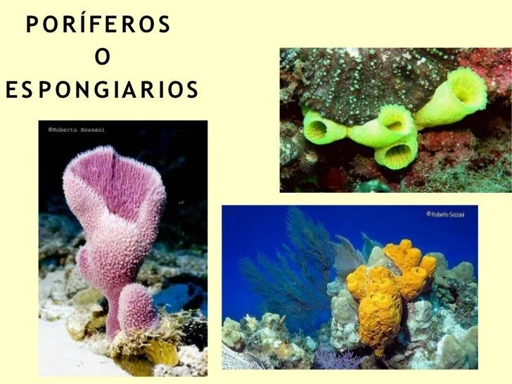 Esponjas, celentéreos, platelmintos y anélidos Esponjas, celentéreos, platelmintos y anélidos