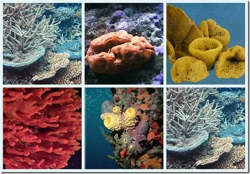 Las esponjas de mar | Entre pulgas y elefantes Las esponjas de mar | Entre pulgas y elefantes