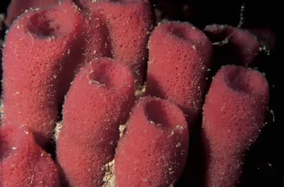 Las esponjas marinas | La Supergalaxia