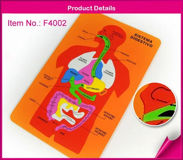 De espuma eva puzzles/rompecabezas- el sistema digestivo humano ...