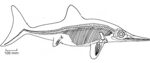 Adaptaciones Acuáticas de los Vertebrados - Monografias.com