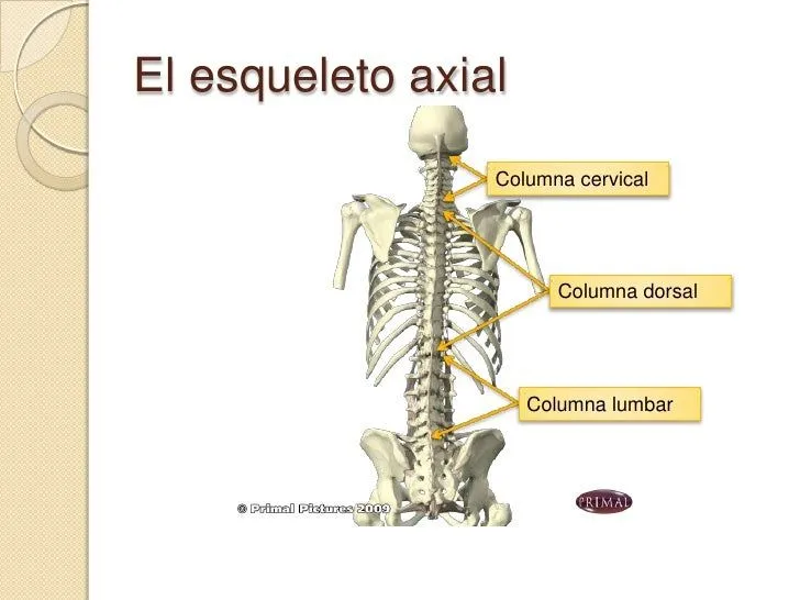 esqueleto-axial-3-728.jpg?cb= ...