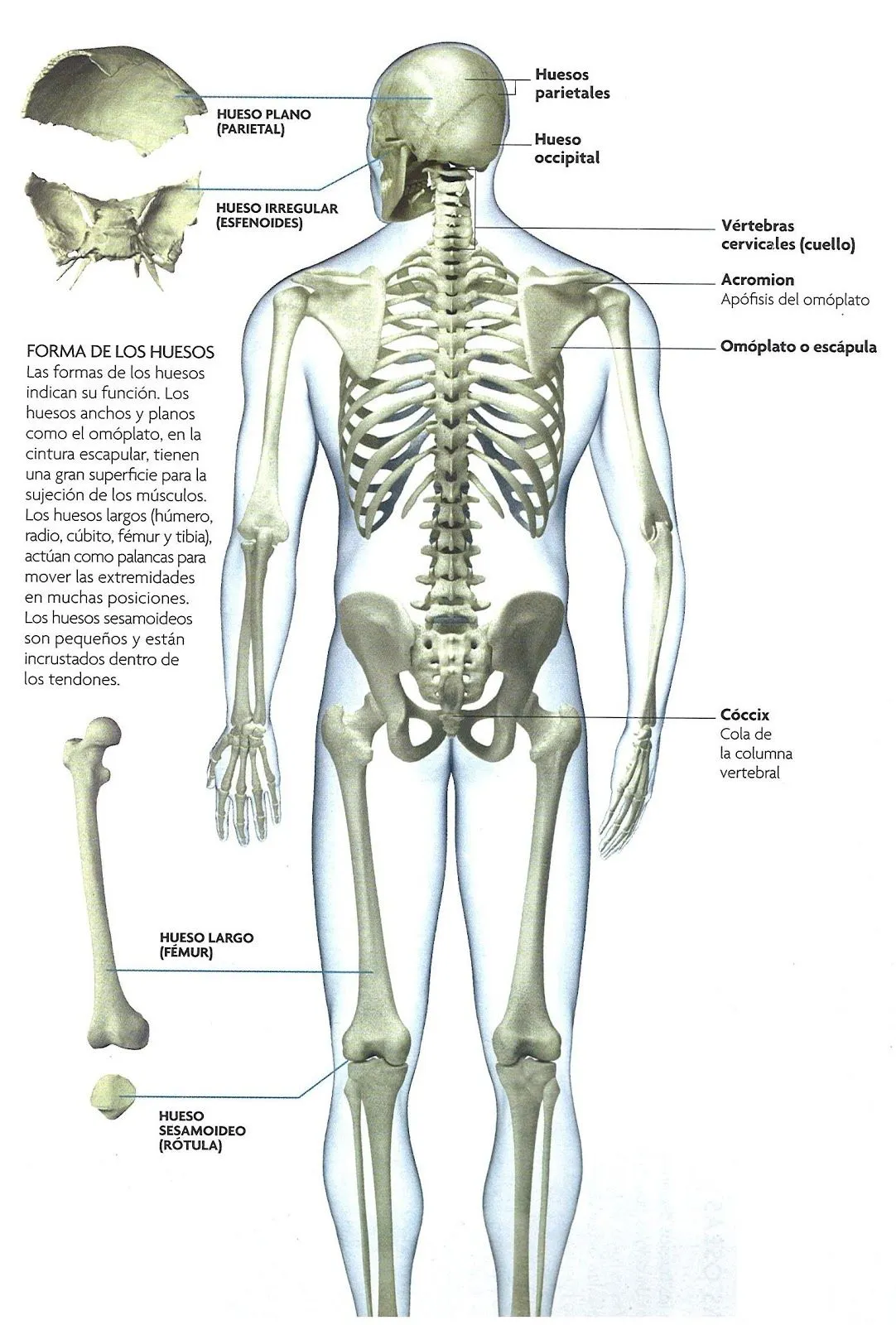 El esqueleto equivale casi a un quinto del peso de un cuerpo sano. El esqueleto equivale casi a un quinto del peso de un cuerpo sano.