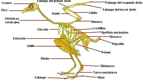 Esqueleto de gallina y sus partes - Imagui