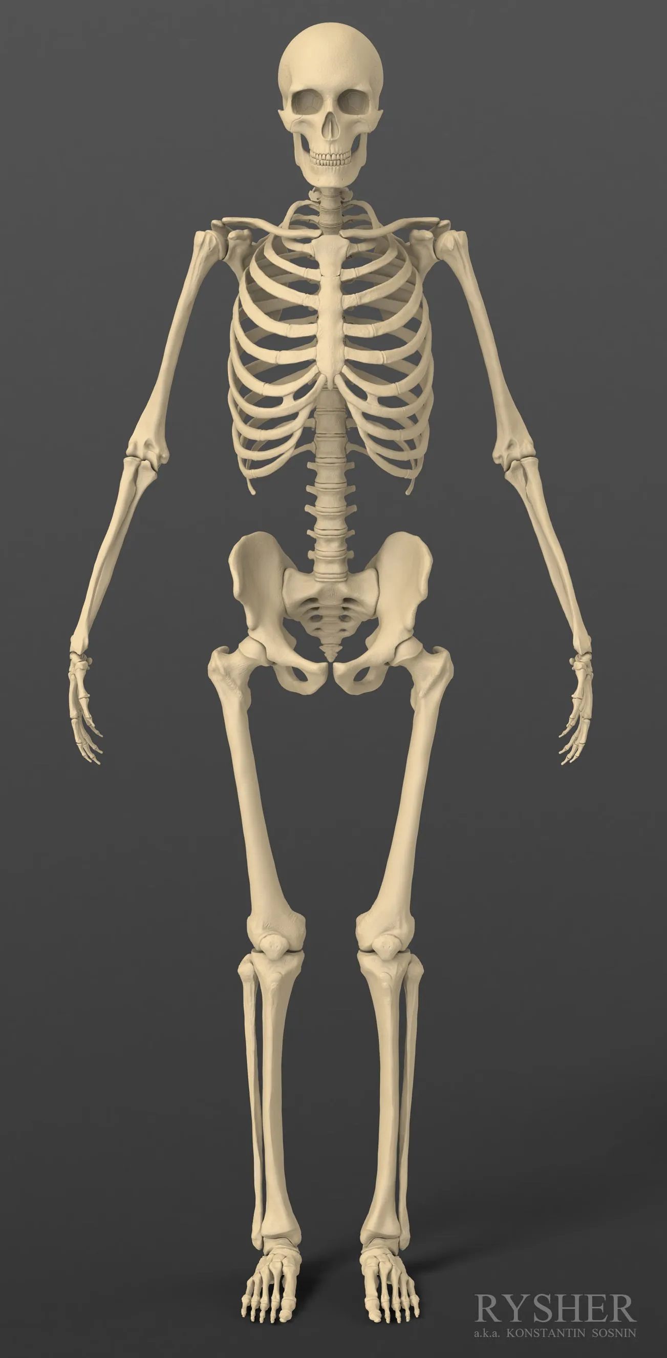 Esqueleto Gratis 3D Modelos descargar - Free3D Esqueleto Gratis 3D Modelos descargar - Free3D