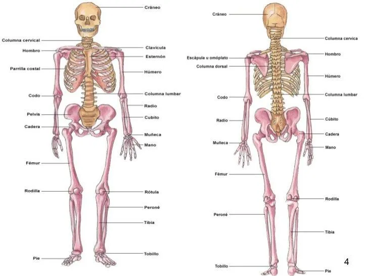 esqueleto-humano-2-728.jpg?cb= ...