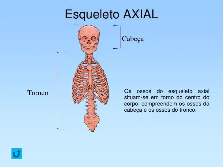 esqueleto-humano- ...