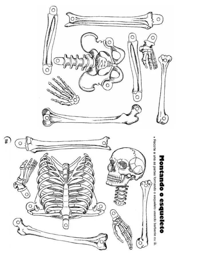 Esqueleto Humano para Armar | PDF