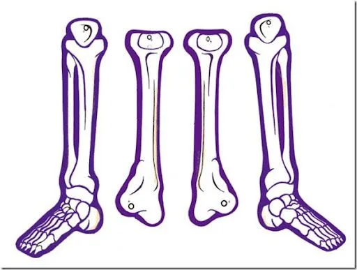 Esqueleto humano para armar pieza por pieza - Imagui Esqueleto humano para armar pieza por pieza - Imagui