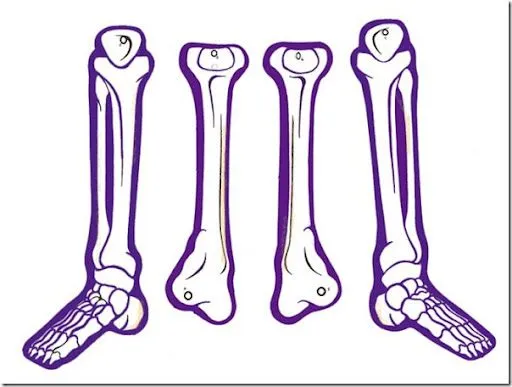 Esqueleto humano para armar pieza por pieza - Imagui