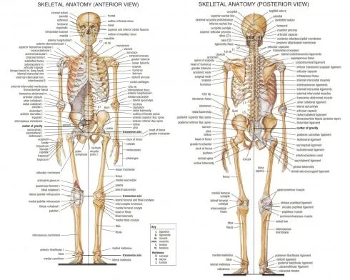 Esqueleto humano | Ciencia y Salud | Pinterest Esqueleto humano | Ciencia y Salud | Pinterest