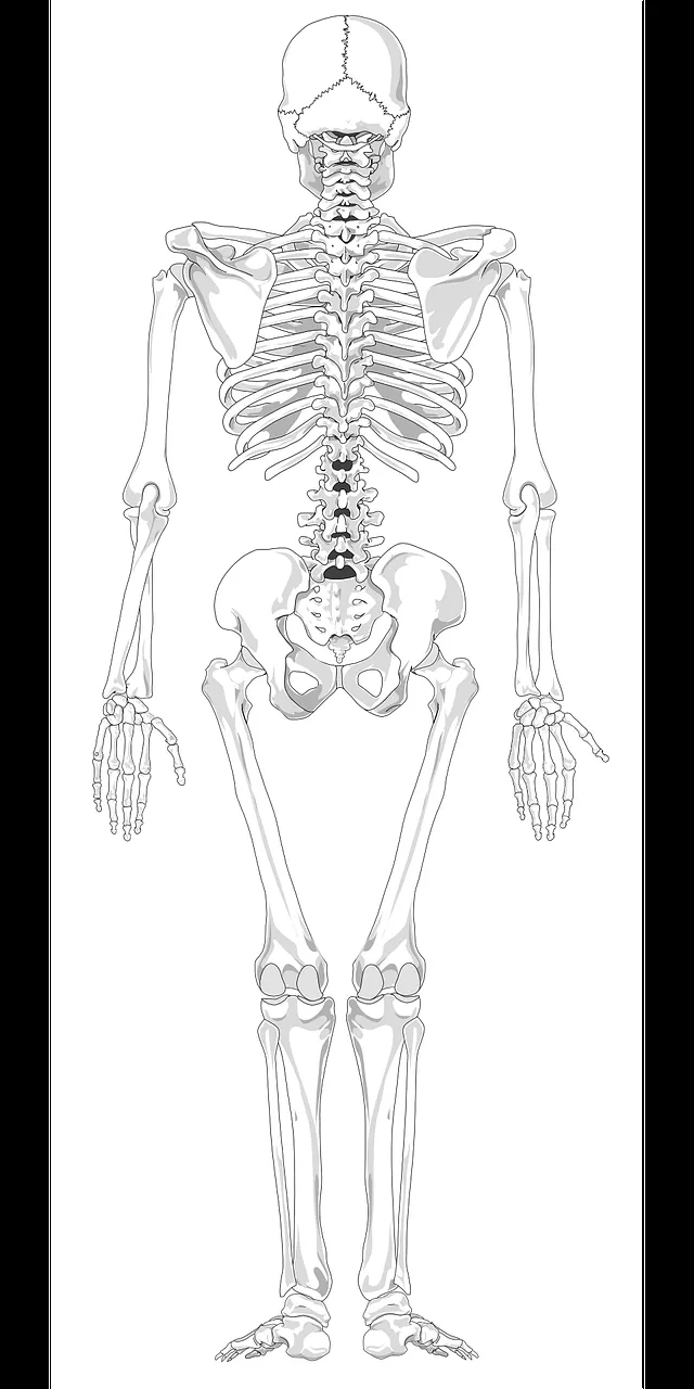 Esqueleto Humano Esquelético - Gráficos vectoriales gratis en Pixabay - Pixabay Esqueleto Humano Esquelético - Gráficos vectoriales gratis en Pixabay - Pixabay