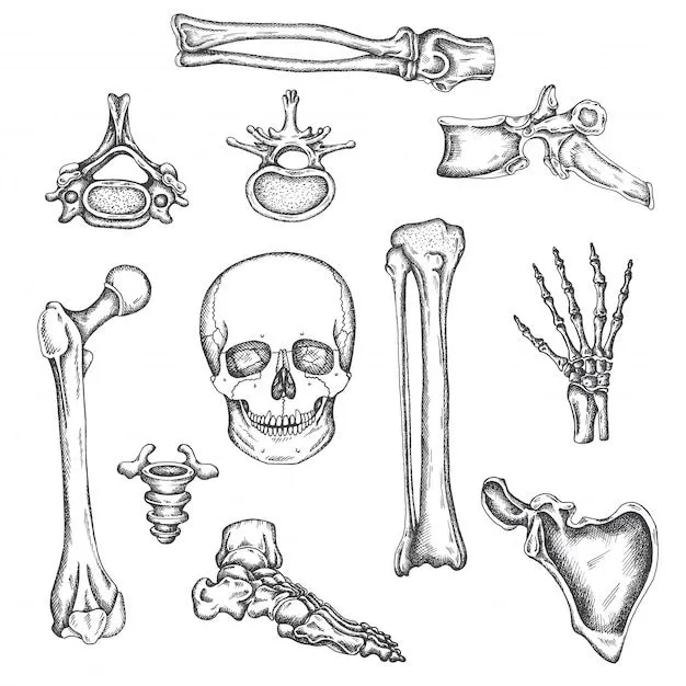 Esqueleto humano, huesos y articulaciones. ilustración de dibujo vectorial aislado conjunto de huesos de anatomía. imágenes médicas ortopédicas. dibujo de rodilla, cráneo y columna vertebral | Vector Premium Esqueleto humano, huesos y articulaciones. ilustración de dibujo vectorial aislado conjunto de huesos de anatomía. imágenes médicas ortopédicas. dibujo de rodilla, cráneo y columna vertebral | Vector Premium