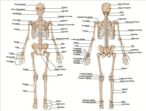 Esqueleto Humano - Toda Matéria