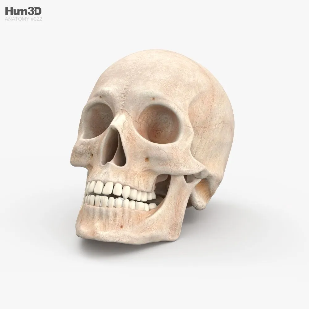 Esqueleto Humano Modelos 3D para Descargar - 3DModels Esqueleto Humano Modelos 3D para Descargar - 3DModels